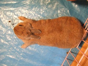 ウサの開き